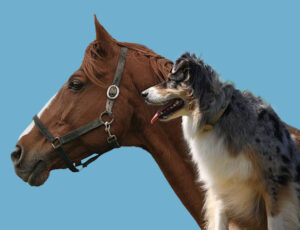 Cavalo e cachorro